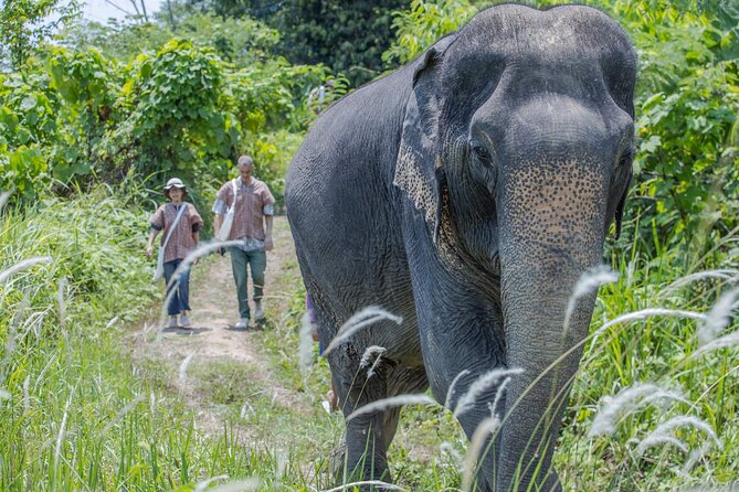Nature and Wildlife Bangtao